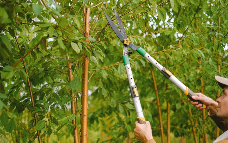 Tree trimming in Manokotak, AK